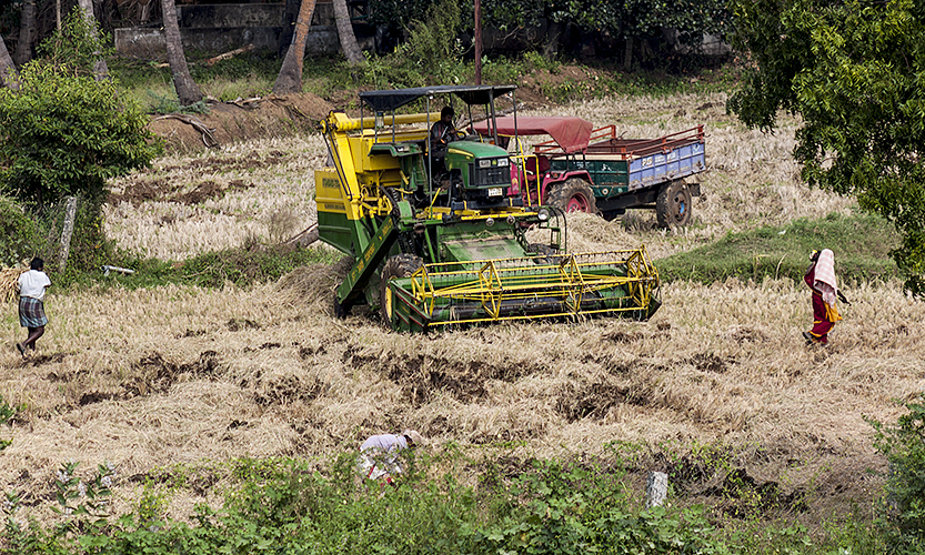 Harvesting 2-Madurai